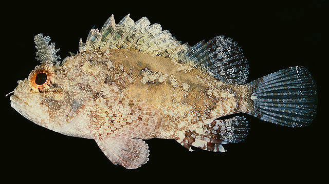 Parascorpaena mossambica