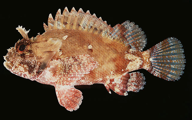 Parascorpaena mossambica