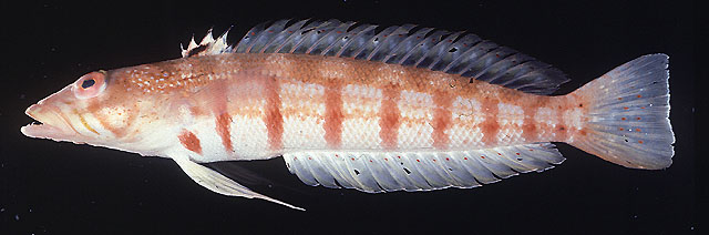 Parapercis multiplicata