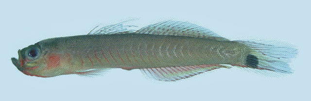 Parioglossus palustris