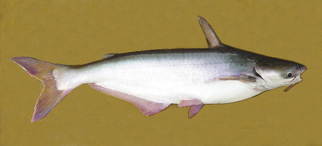 Pangasius pangasius