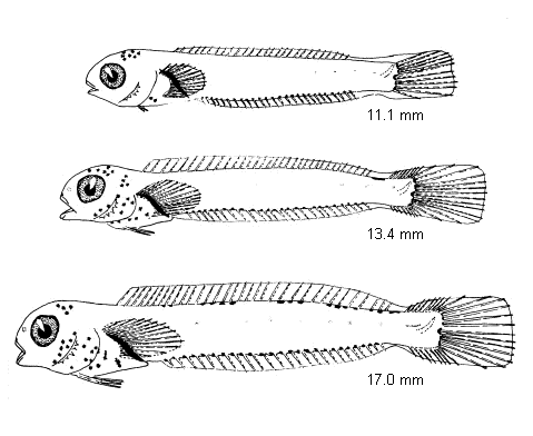 Parablennius pilicornis