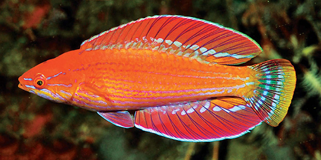 Paracheilinus rennyae