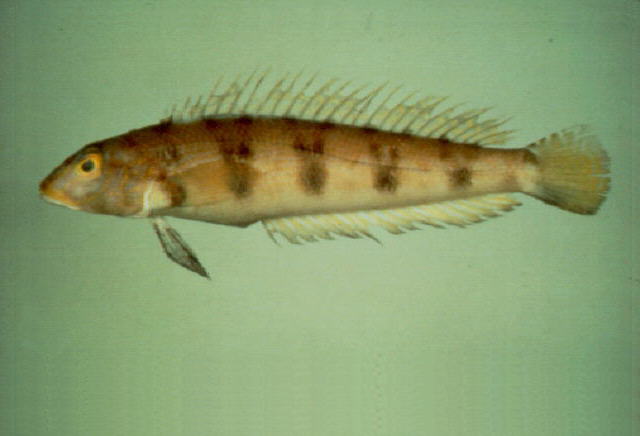 Parapercis sexfasciata