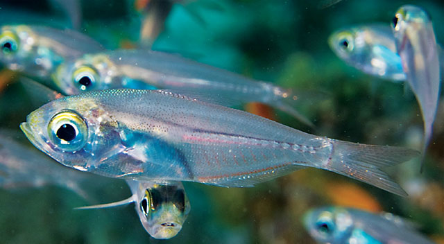 Parapriacanthus sharm