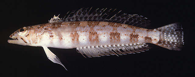 Parapercis diagonalis