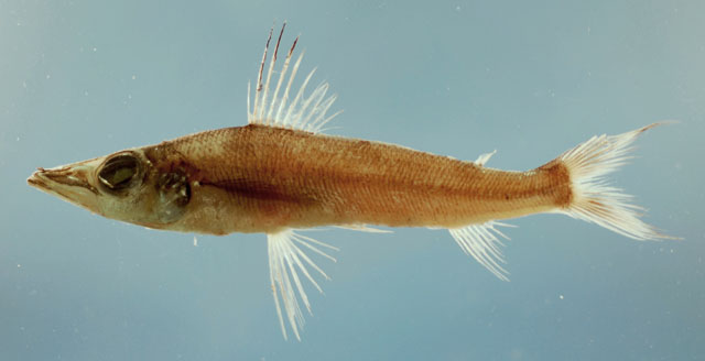 Parasudis truculenta