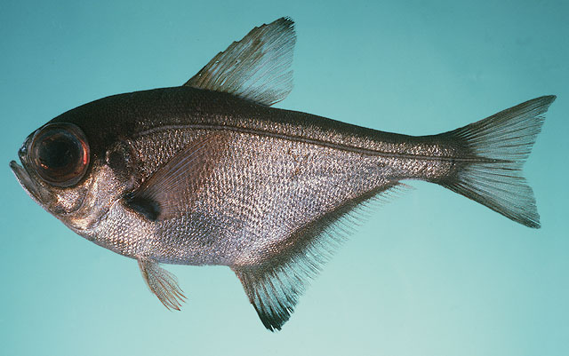 Pempheris adspersa