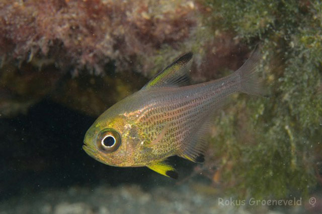 Pempheris affinis