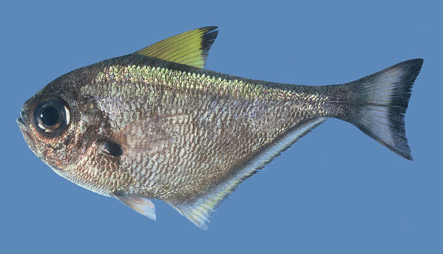 Pempheris bexillon