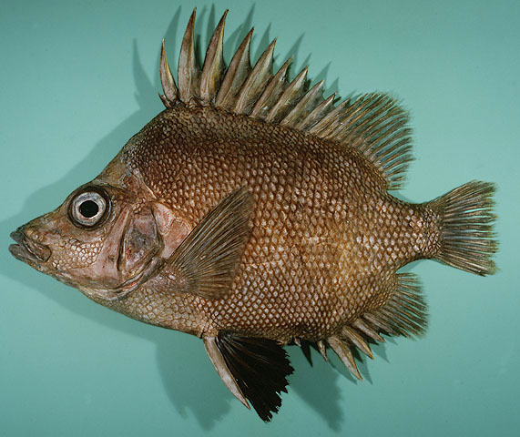 Pentaceros decacanthus