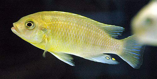 Petrotilapia genalutea