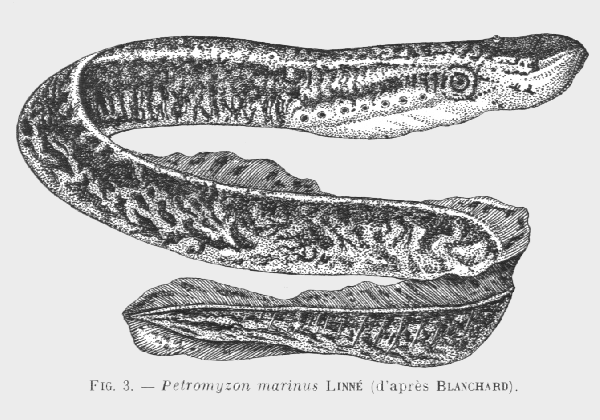 Petromyzon marinus