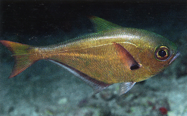 Pempheris oualensis