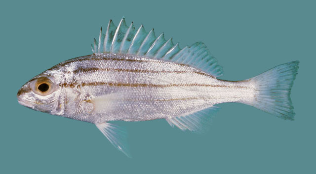 Pelates quadrilineatus