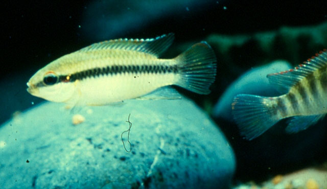 Pelvicachromis roloffi