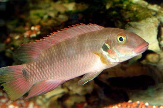 Wallaceochromis rubrolabiatus