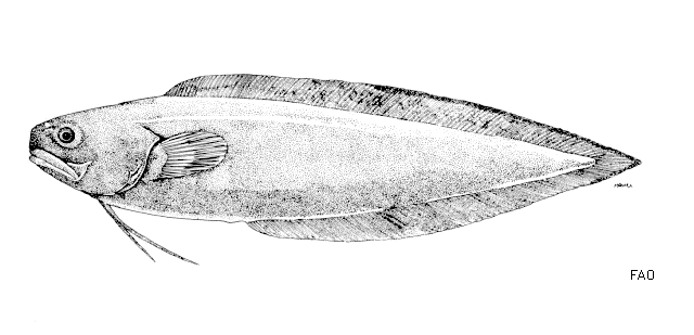 Petrotyx sanguineus