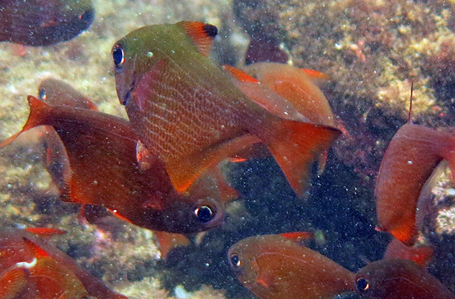 Pempheris sarayu