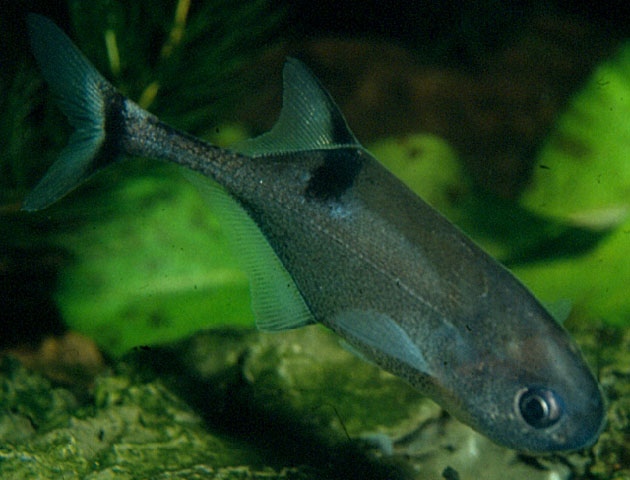 Petrocephalus soudanensis