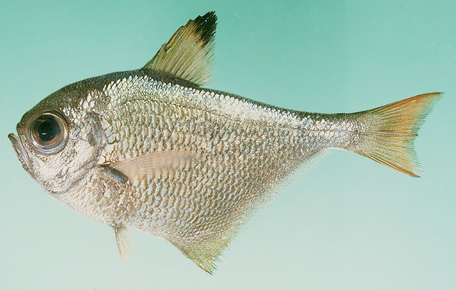 Pempheris convexa