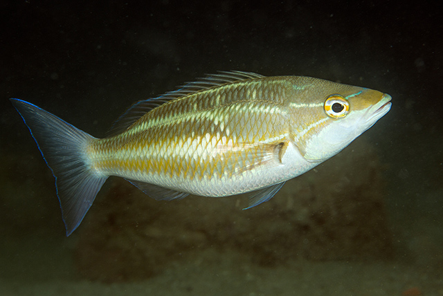 Pentapodus trivittatus