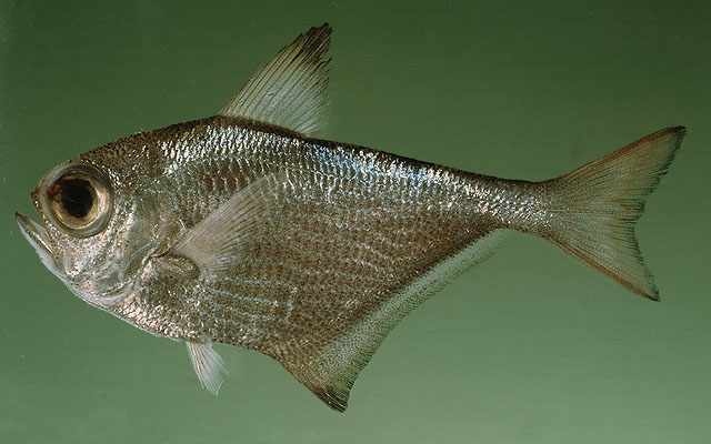 Pempheris rhomboidea