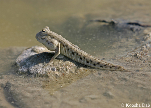 Periophthalmus waltoni