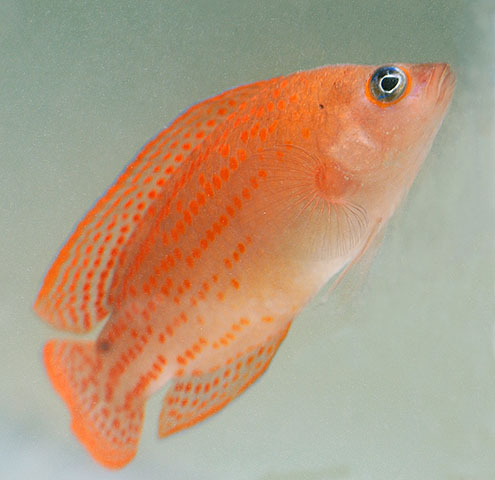 Pholidochromis cerasina