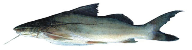 Pimelodus albicans