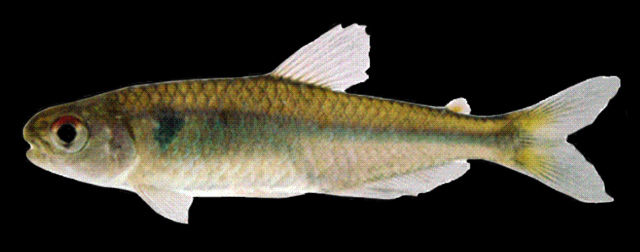 Piabina argentea