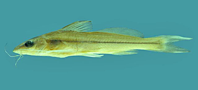 Pimelodella elongata