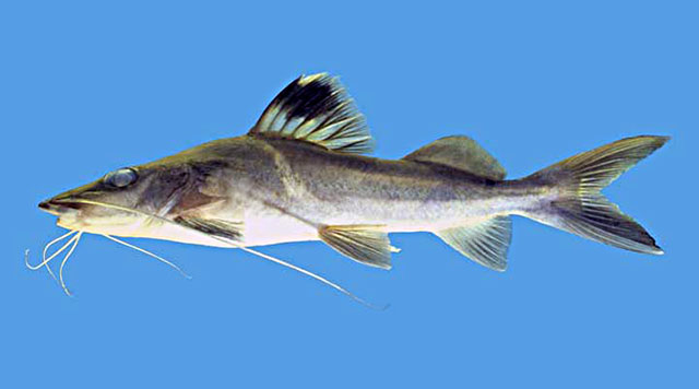 Pimelodus ornatus