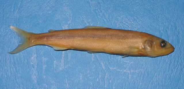 Plecoglossus altivelis