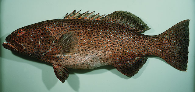 Plectropomus areolatus