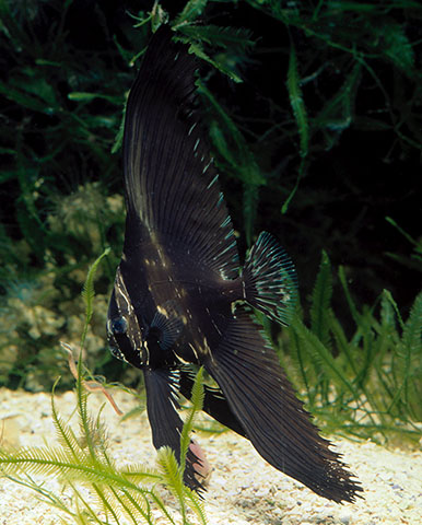 Platax batavianus