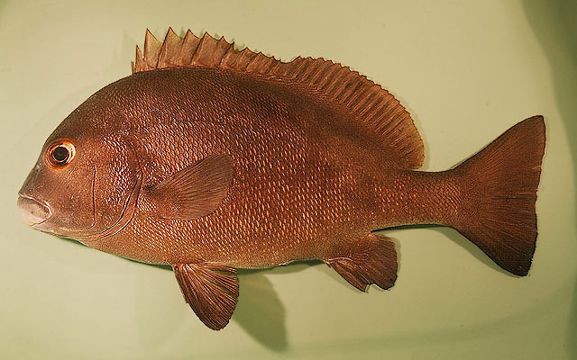 Plectorhinchus chubbi