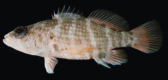 Plectranthias cirrhitoides