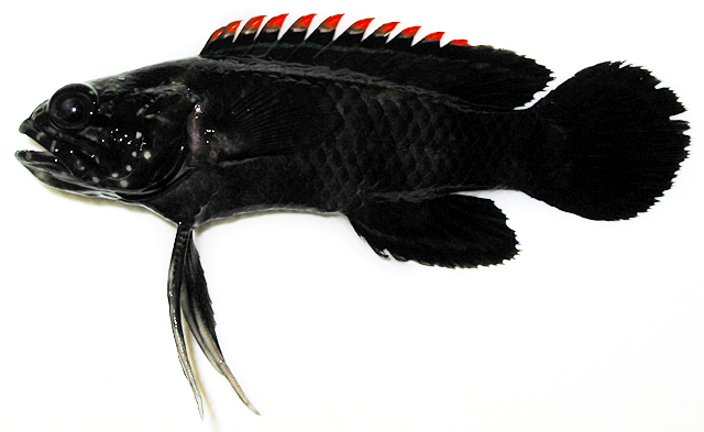 Plesiops coeruleolineatus