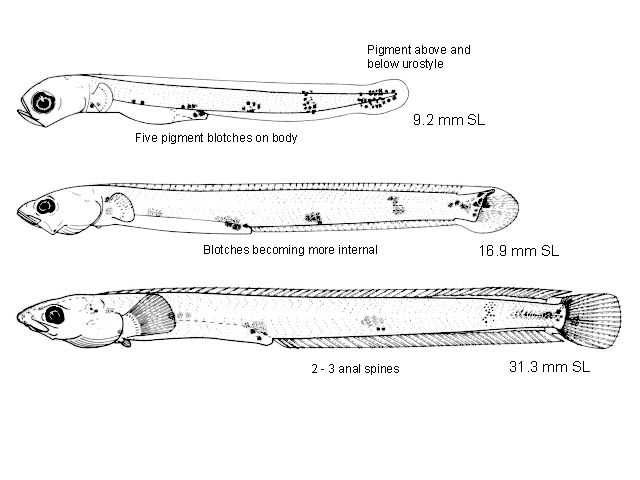 Plectobranchus evides