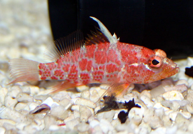 Plectranthias inermis