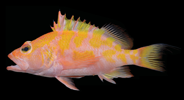 Plectranthias kamii