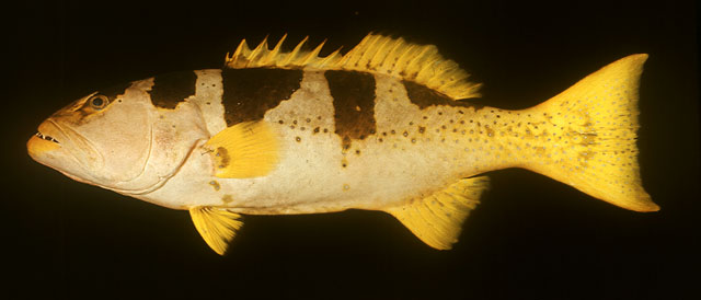 Plectropomus laevis