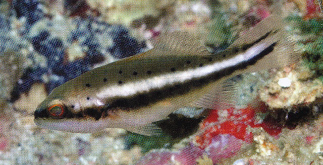 Plectropomus maculatus