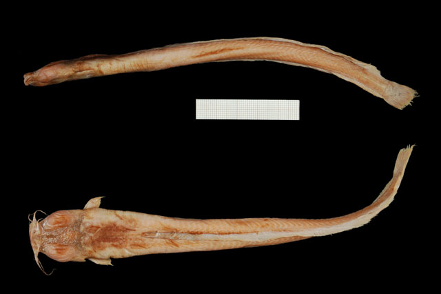 Platyclarias machadoi