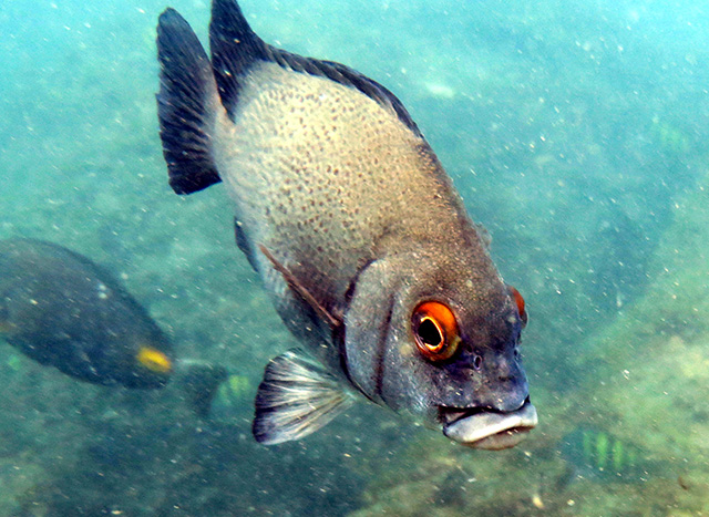 Plectorhinchus macrolepis