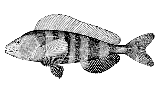 Pleurogrammus monopterygius