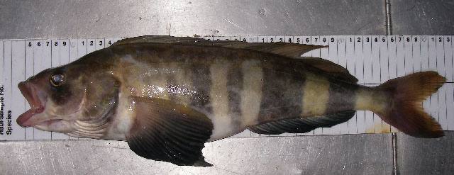 Pleurogrammus monopterygius