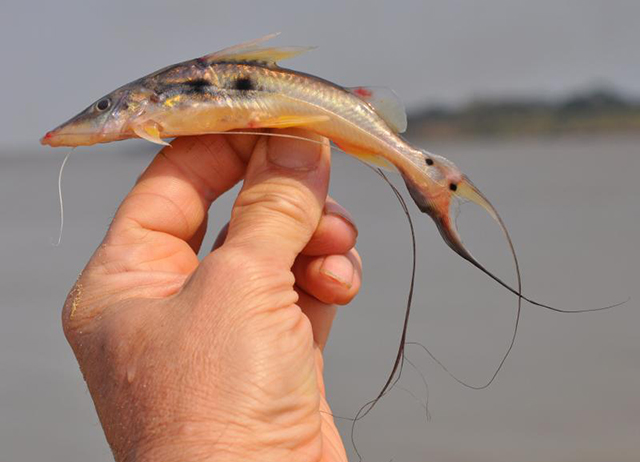 Platysilurus mucosus