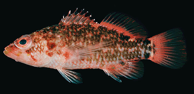 Plectranthias nanus